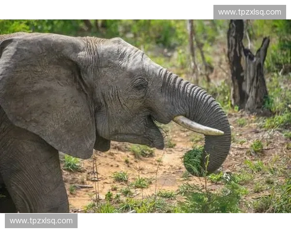 《萌化了!盲僧憨态可掬的可爱插画,带你走进LOL中的温暖一面》